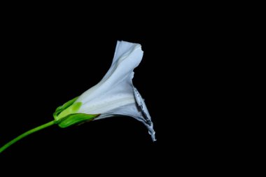 beyaz çiçek üzerinde siyah bacground izole