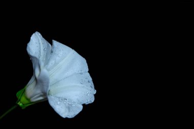 beyaz çiçek üzerinde siyah bacground izole