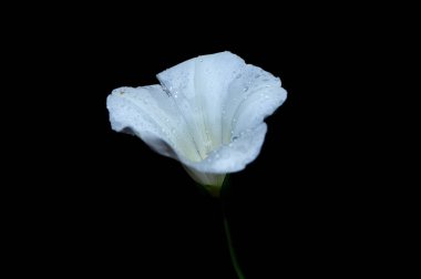 beyaz çiçek üzerinde siyah bacground izole