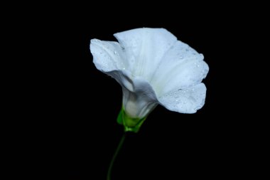 beyaz çiçek üzerinde siyah bacground izole