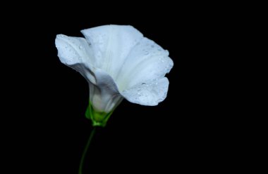 beyaz çiçek üzerinde siyah bacground izole