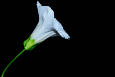 beyaz çiçek üzerinde siyah bacground izole