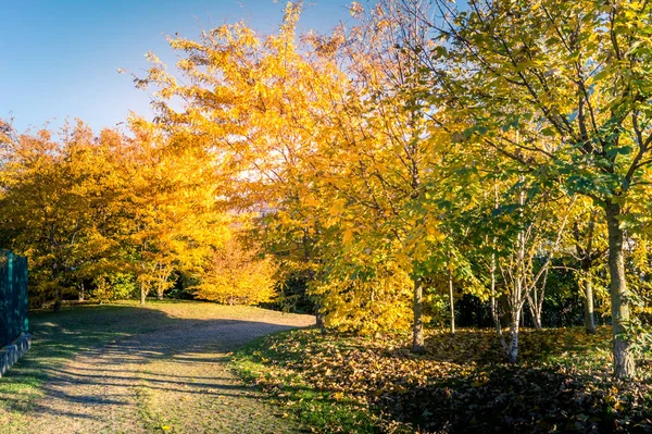 Colorfull Panorama Jesień Żółty Drzewo Kolorowe Niebo — Zdjęcie stockowe