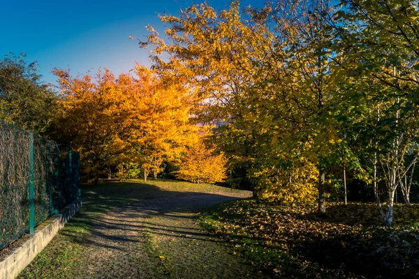 Colorfull Panorama Jesień Żółty Drzewo Kolorowe Niebo — Zdjęcie stockowe