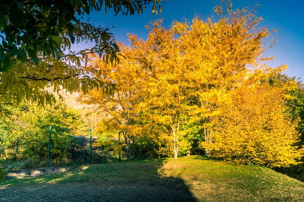 Colorfull Panorama Jesień Żółty Drzewo Kolorowe Niebo — Zdjęcie stockowe