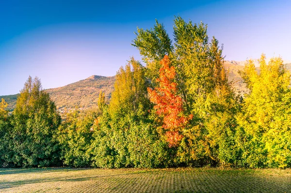 Colorfull Panorama Jesień Żółty Drzewo Kolorowe Niebo — Zdjęcie stockowe