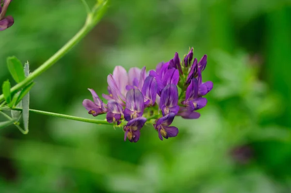 庭に紫の花 — ストック写真