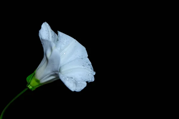 Bílý Květ Izolované Černý Laďěnou — Stock fotografie