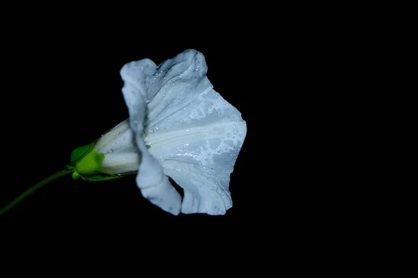Белый Цветок Выделенный Черной Поверхности — стоковое фото