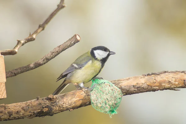 Kohlmeise Frisst Samen Der Krippe Kohlmeise Frisst Samen Der Krippe — Stockfoto