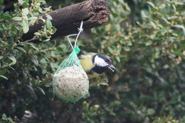 Sýkora Koňadra Semena Mangergreat Tit Semena Jeslích — Stock fotografie