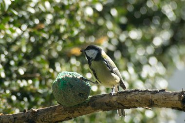 büyük baştankara yiyor tohum mangergreat baştankara, tohum yemlik yiyor.