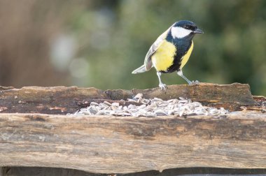 büyük baştankara tohumlar yemlik yiyor.