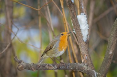 Robin yemek için yemlik