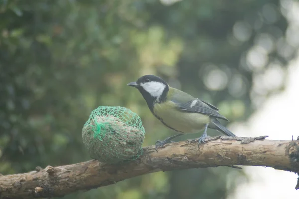 Sýkora Koňadra Semena Mangergreat Tit Semena Jeslích — Stock fotografie