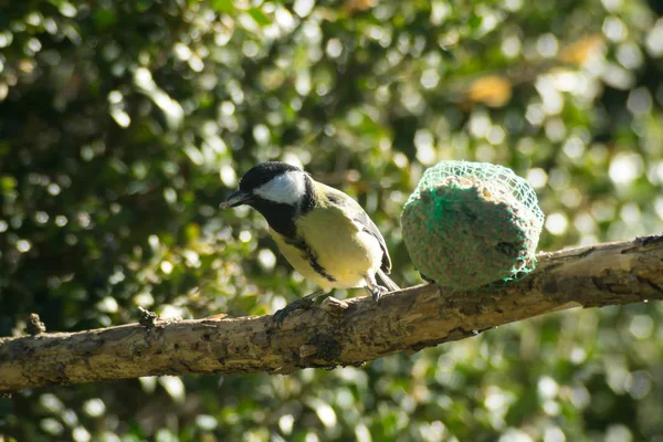 Great Tit Come Semillas Pesebre Great Tit Come Semillas Pesebre —  Fotos de Stock