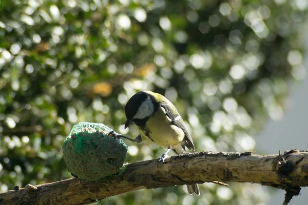 Sýkora Koňadra Semena Mangergreat Tit Semena Jeslích — Stock fotografie