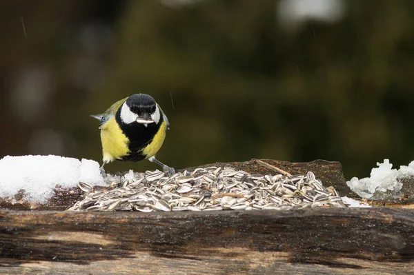 Great Tit Eats Seeds Manger — Stock Photo, Image