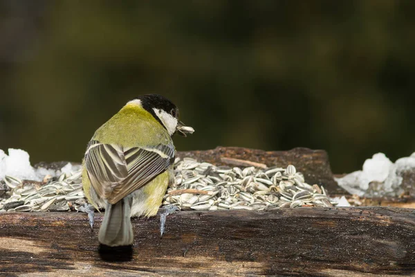 Kohlmeise Frisst Samen Der Krippe — Stockfoto