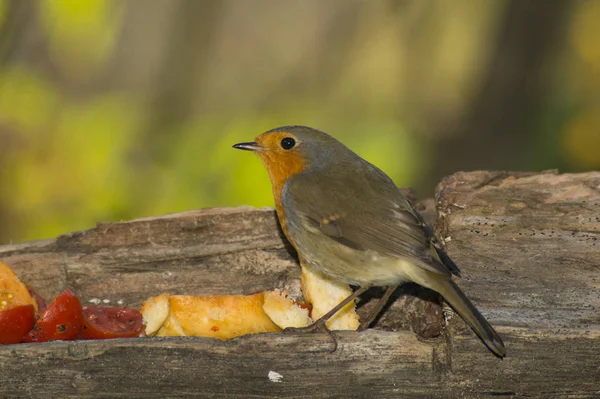 Robin Come Para Manjedoura — Fotografia de Stock