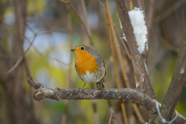 Robin Come Para Manjedoura — Fotografia de Stock