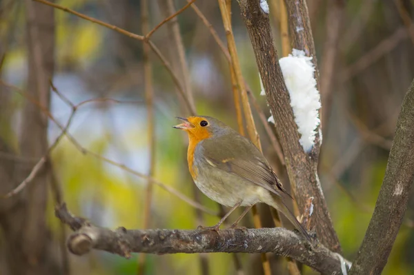 Robin Eat Manger — Stock Photo, Image