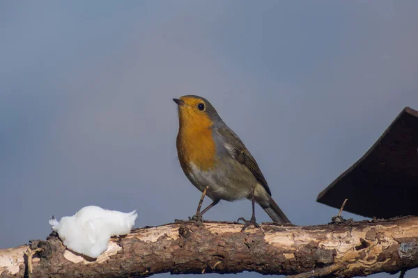 Robin Come Pesebre — Foto de Stock