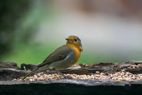 Robin Closeup Manger — Stock Photo, Image