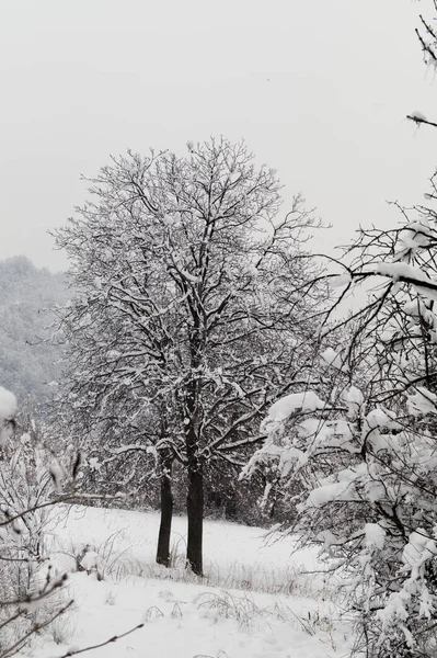 Moutain Panorama Snow Winter — Stock Photo, Image