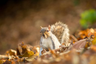 Yeşil sincap yemek fıstık