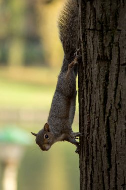 Yeşil sincap yemek fıstık