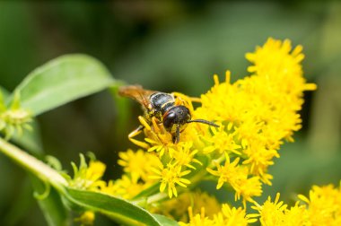 Çiçekteki arı makrosu