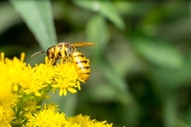 Çiçekteki arı makrosu