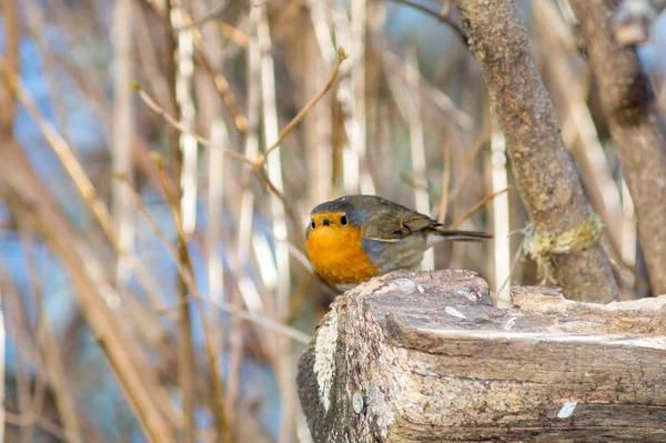 Robin Closeup Para Manjedoura — Fotografia de Stock