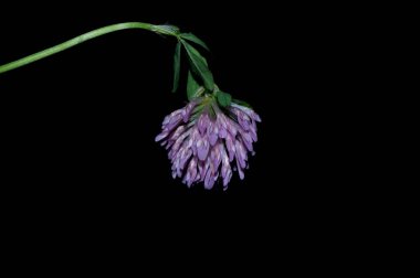 Siyah arka plan üzerine izole çiçekler