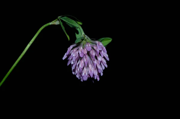 Fleurs Isolées Sur Fond Noir — Photo