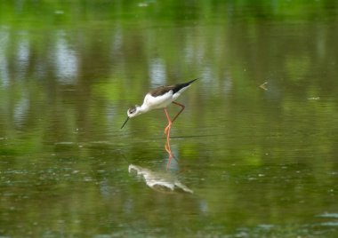 bir gölde İtalya şövalye