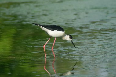 bir gölde İtalya şövalye