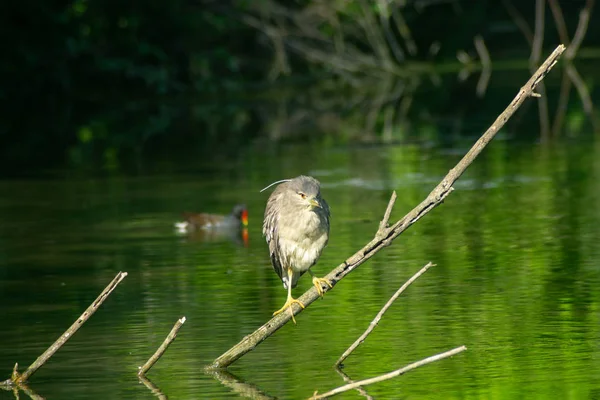 Νύχτα Heron Κουτάβι Στη Λίμνη — Φωτογραφία Αρχείου