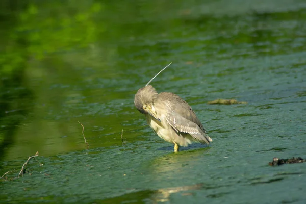 Nachtreiher Welpe Einem See — Stockfoto