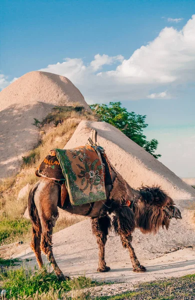Kapadokya'da güzel deve