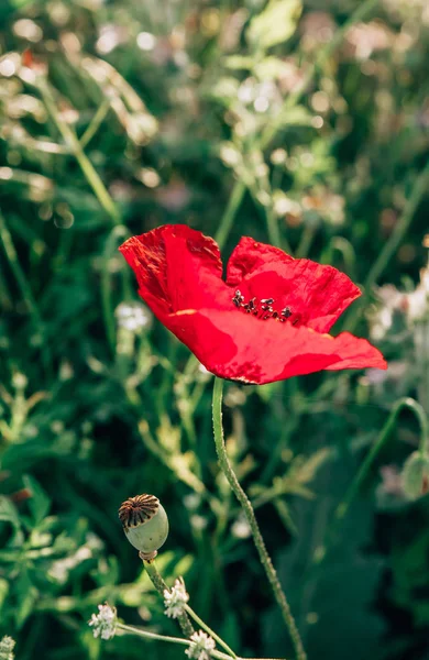 Yeşil alanın ortasında yalnız haşhaş