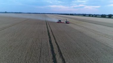 Biçerdöver kaldırır altın buğday birleştirin. Görünümü top, 4 k robot