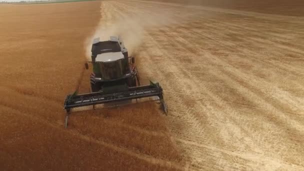 Συνδυάστε harvester αφαιρεί χρυσό σιτάρι. Κάτοψη, κηφήνας 4k — Αρχείο Βίντεο