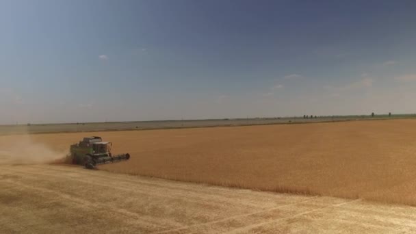 Combineer harvester verwijdert gouden tarwe. Top uitzicht, drone 4k — Stockvideo