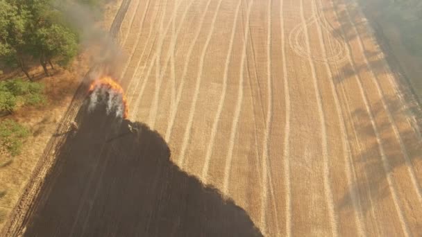 Big fire on the large wheat field — Stock Video