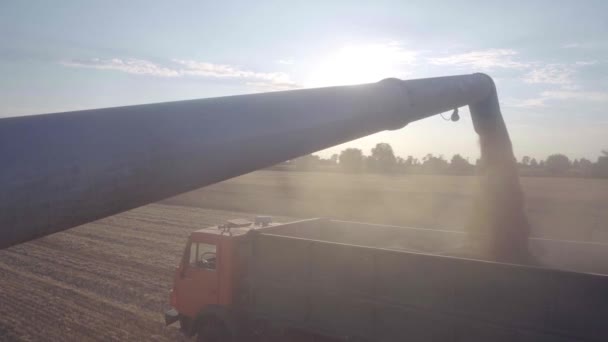 Kombinera skörda majs. lossning av säd in i en lastbil — Stockvideo