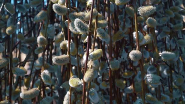 Včela sbírá nektar na květiny pussy willow na jaře. Makro. — Stock video