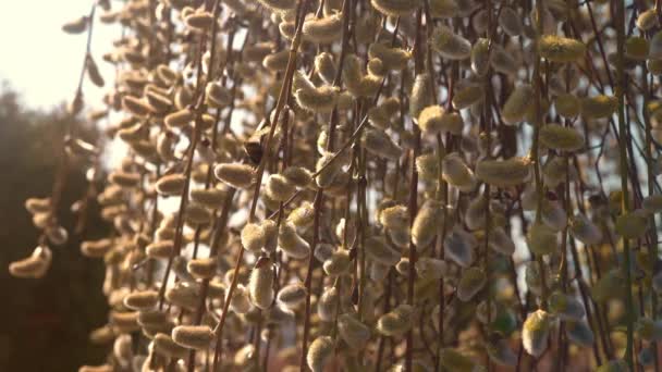 Abelha coleta néctar nas flores do salgueiro buceta na primavera. Macro . — Vídeo de Stock