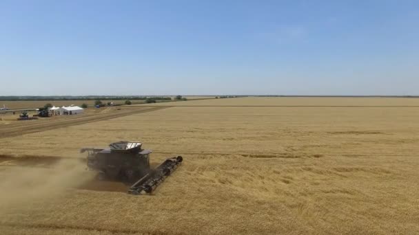 Fendt ideal. Vlucht over de oogst van tarwe op het veld 4k Video Aerial view. — Stockvideo